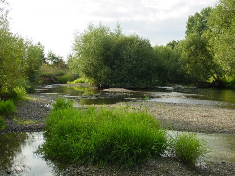 Renaturierte Nidda in Bad Vilbel - Dortelweil im Jahr 2008 Renaturierte Nidda in Bad Vilbel - Dortelweil im Jahr 2008